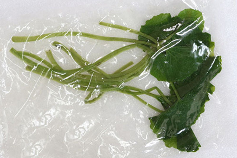 葉ワサビの画像