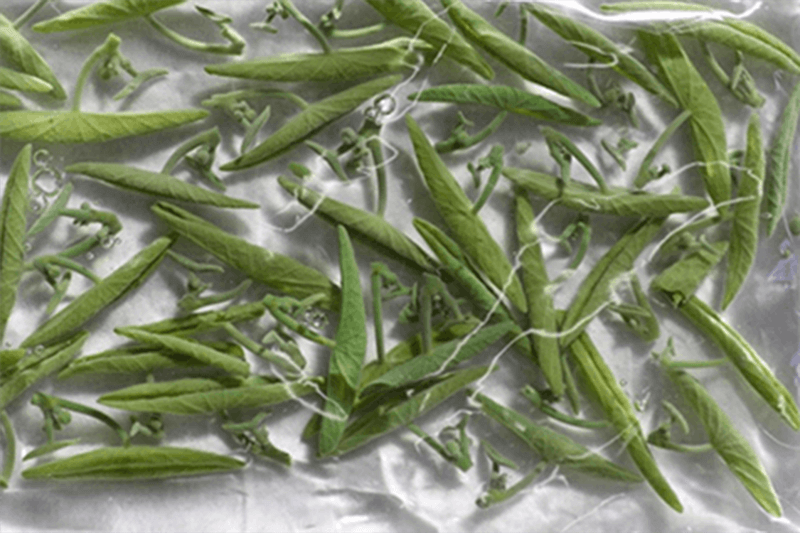 じゅんさいの画像