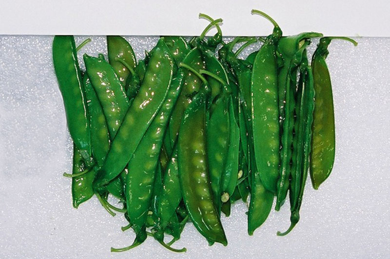 きぬさやの画像