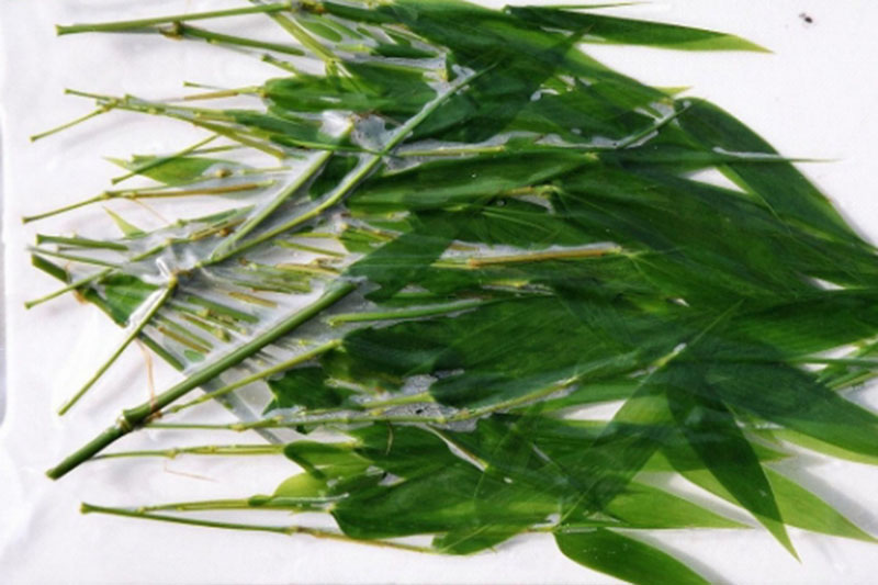 孟宗竹の葉の画像