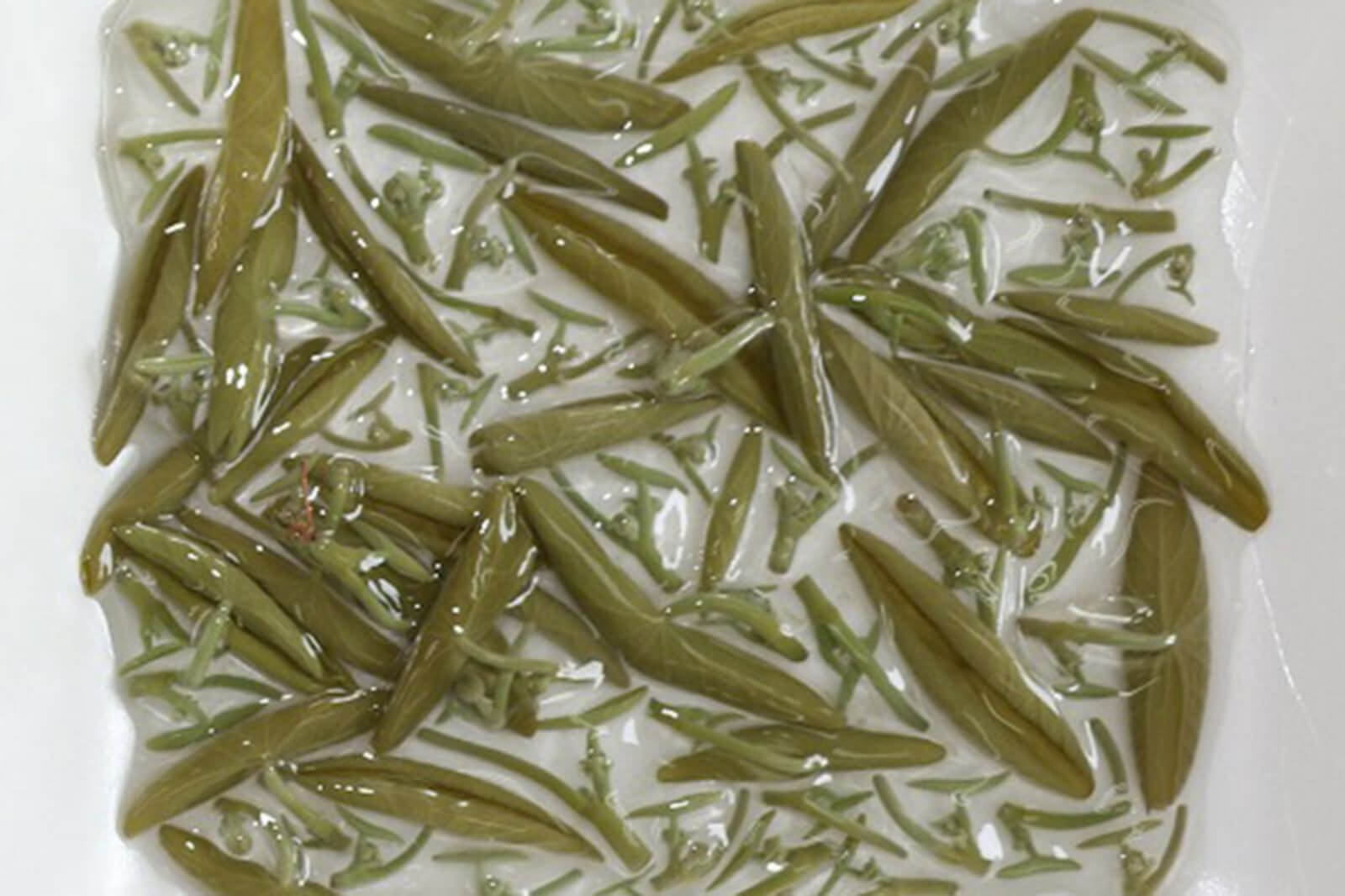 じゅんさいの再生後の画像