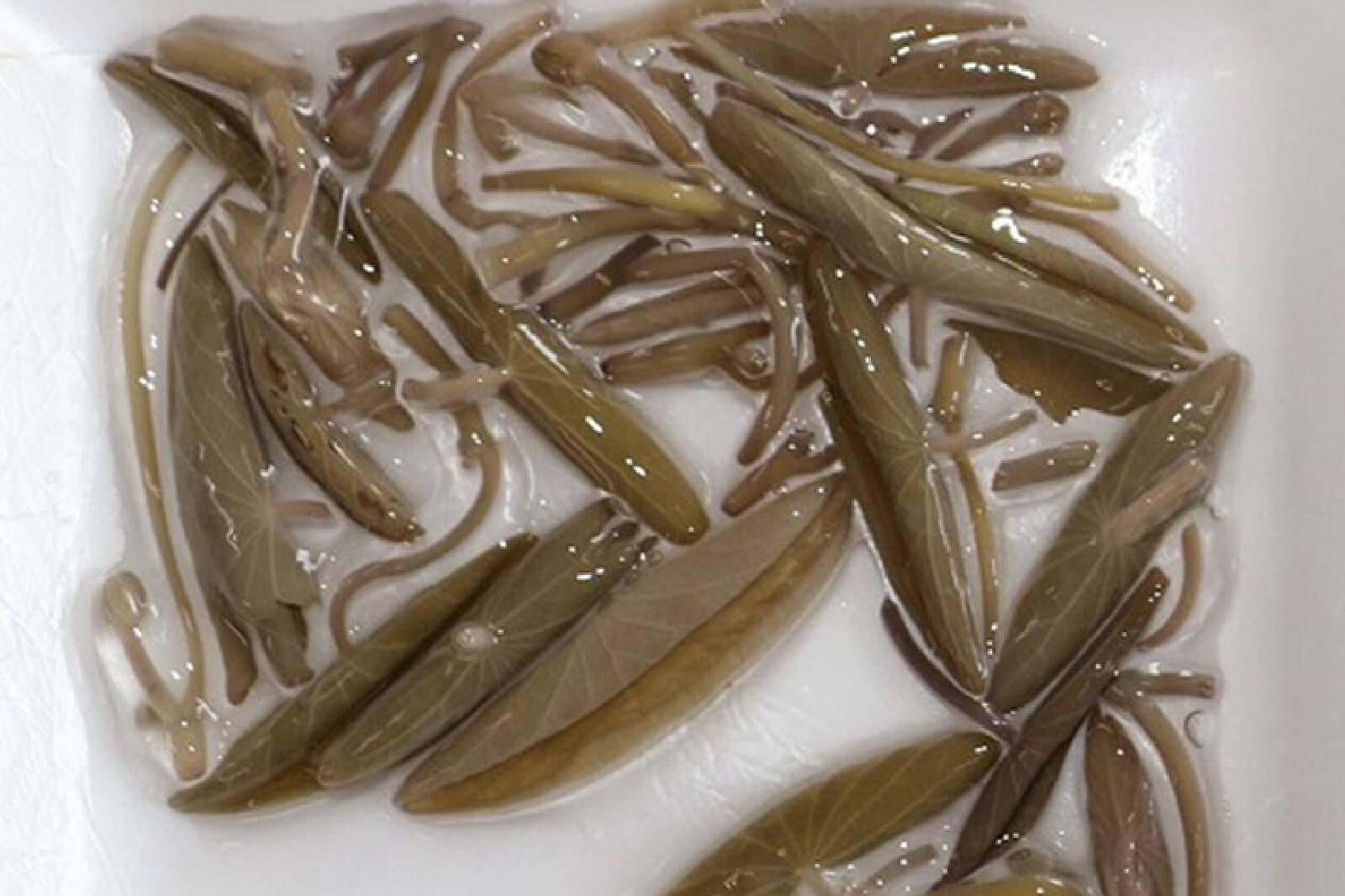 じゅんさいの再生前の画像