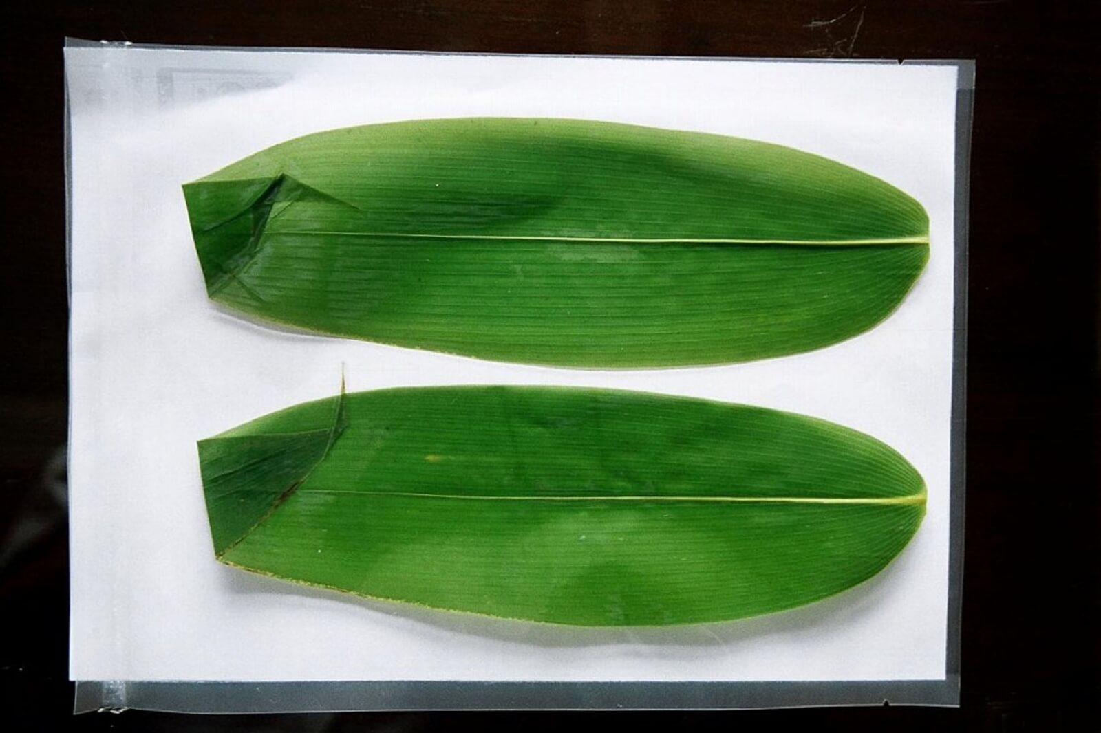 笹の葉の再生後の画像